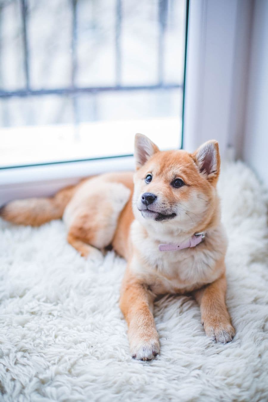 Dog full figure