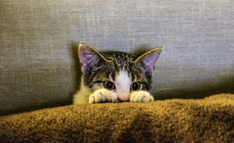 Cat full figure